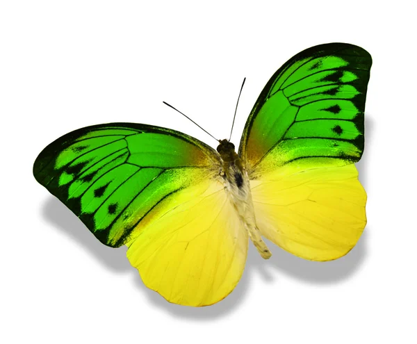 Барвистий метелик — стокове фото