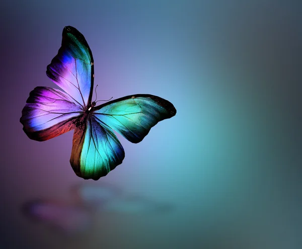 Violet butterfly morpho — Stock Photo, Image