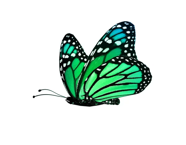 Зеленый цвет бабочки — стоковое фото