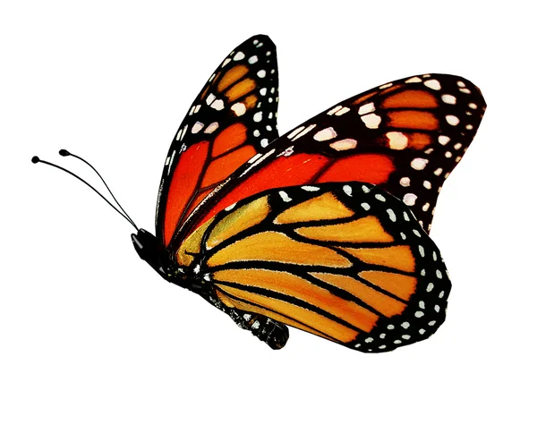 Orange color butterfly — Stock Photo, Image