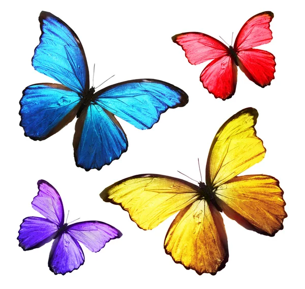 Quattro farfalle colorate — Foto Stock