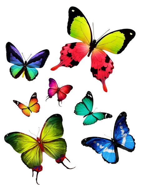 Rebanho de borboletas coloridas — Fotografia de Stock
