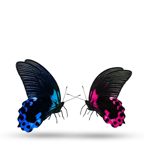 Dos mariposas coloridas — Foto de Stock