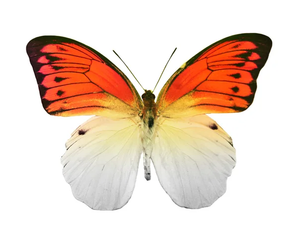 Bunter Schmetterling — Stockfoto