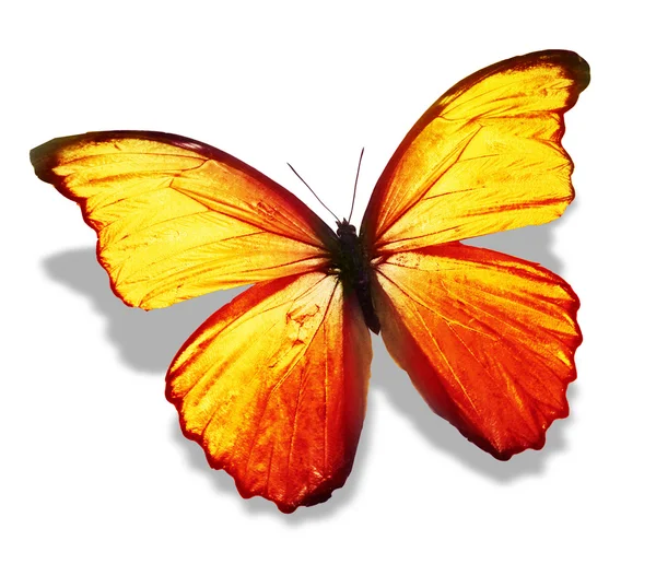 Yellow color butterfly — Stock Photo, Image