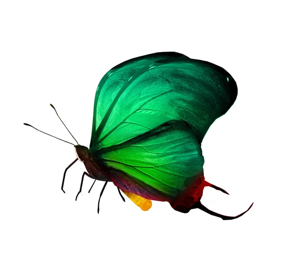 Grön färg fjäril — Stockfoto