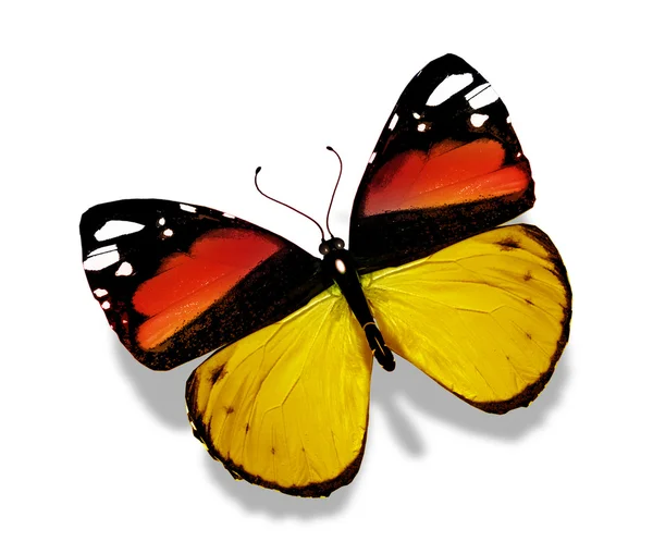 Colorful butterfly — Stock Photo, Image