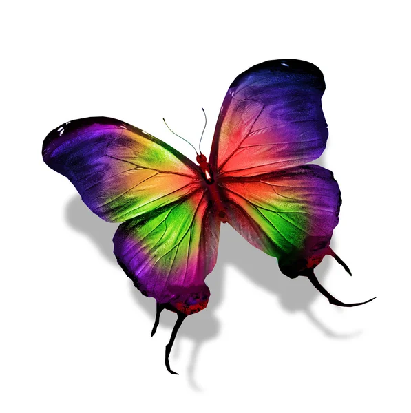 Papillon coloré — Photo