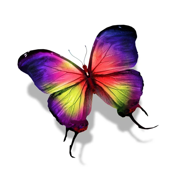 Papillon coloré — Photo