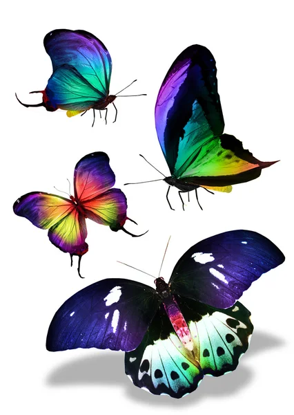 Four colorful butterflies — Stock Photo, Image