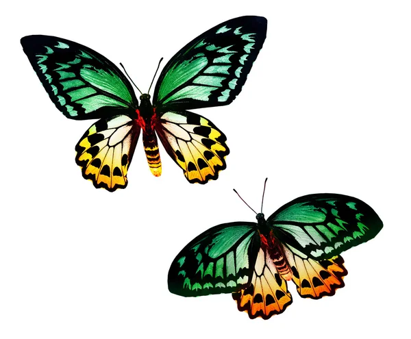 iki renkli kelebekler