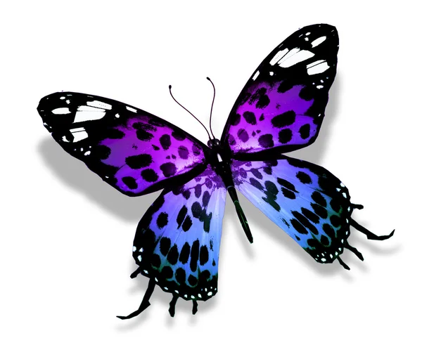 보라색 컬러 나비 — 스톡 사진