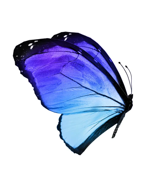 Χρώμα μπλε πεταλούδα — Φωτογραφία Αρχείου