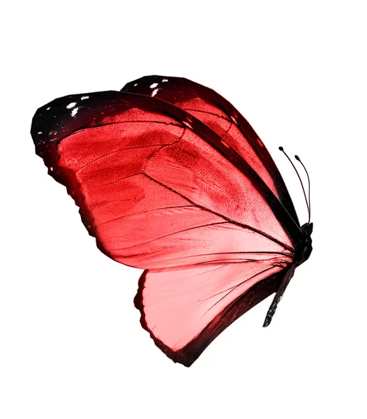 赤い色の蝶 — ストック写真