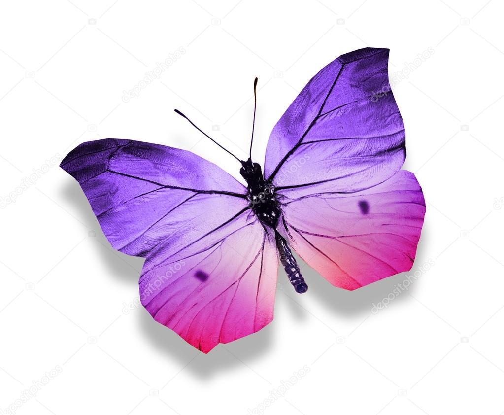 紫色蝴蝶——图库图片© sun_tiger #60198895
