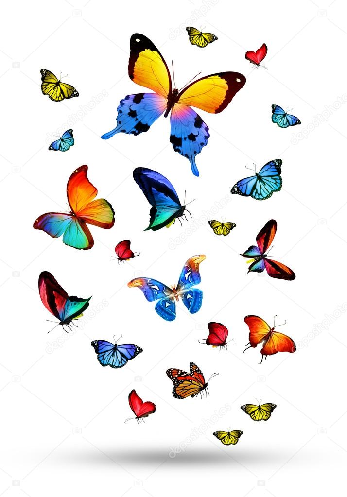 Flock of colorful butterflies
