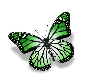 Tropikal renkli kelebek