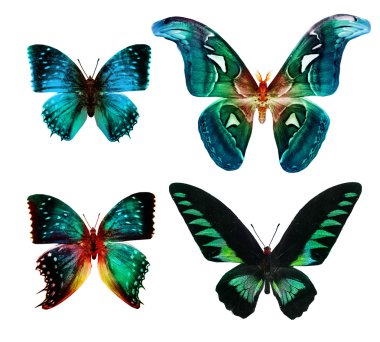 Tropikal renkli kelebekler