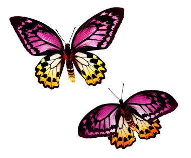 Tropikal renkli kelebekler