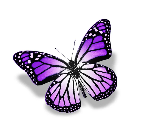 Tropikal renkli kelebek — Stok fotoğraf