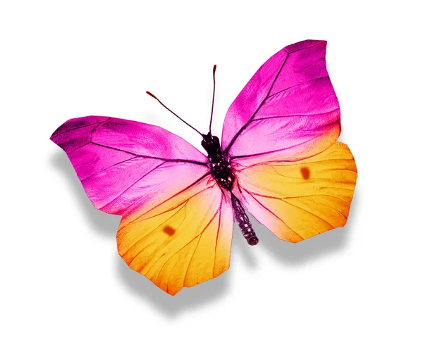 Mariposa tropical colorida —  Fotos de Stock