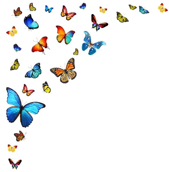 Many colorful butterflies Stock Photo by ©sun_tiger 52708439