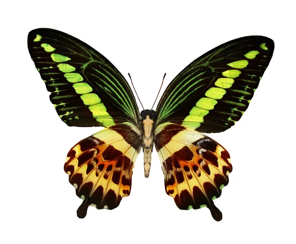 Mariposa tropical colorida — Foto de Stock