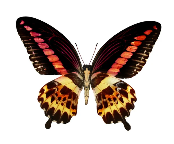 Farfalla tropicale colorata — Foto Stock