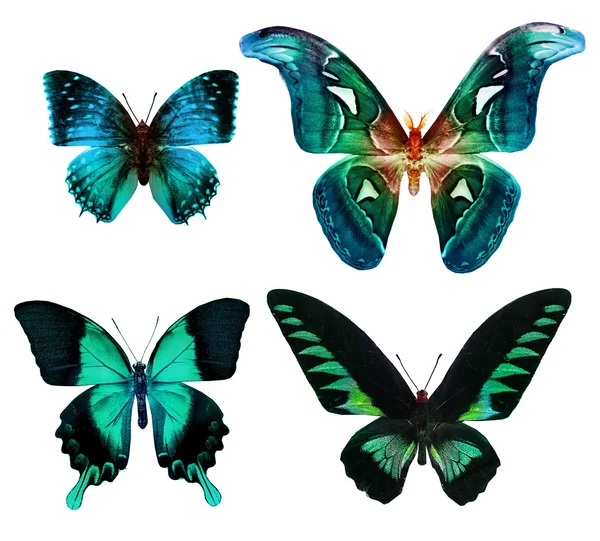 熱帯のカラフルな蝶 — ストック写真