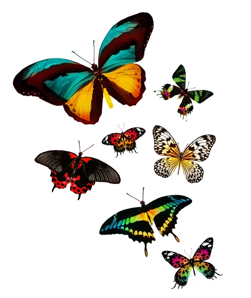 Tropiska färgglada fjärilar — Stockfoto