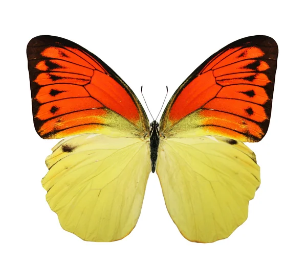 Tropische bunte Schmetterling — Stockfoto