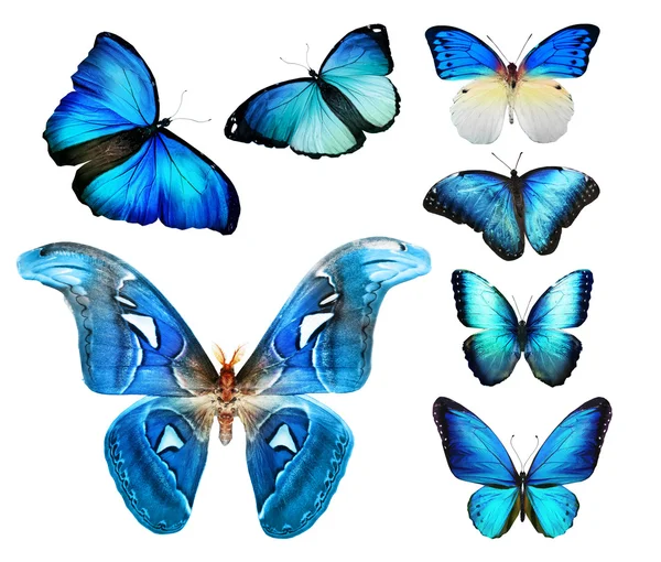 熱帯のカラフルな蝶 — ストック写真