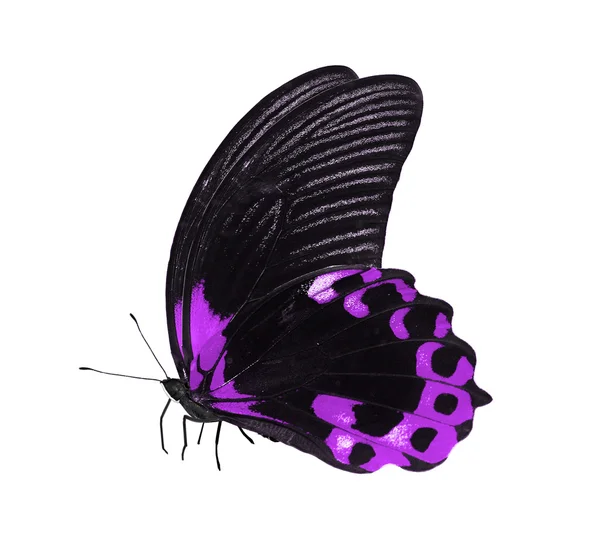 Tropické barevný motýl — Stock fotografie