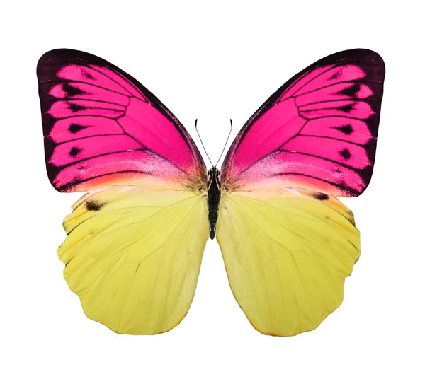 Tropische bunte Schmetterling — Stockfoto