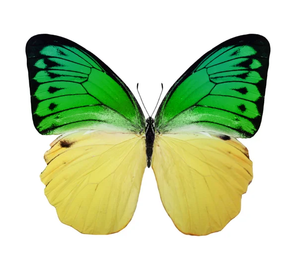 Papillon tropical coloré — Photo