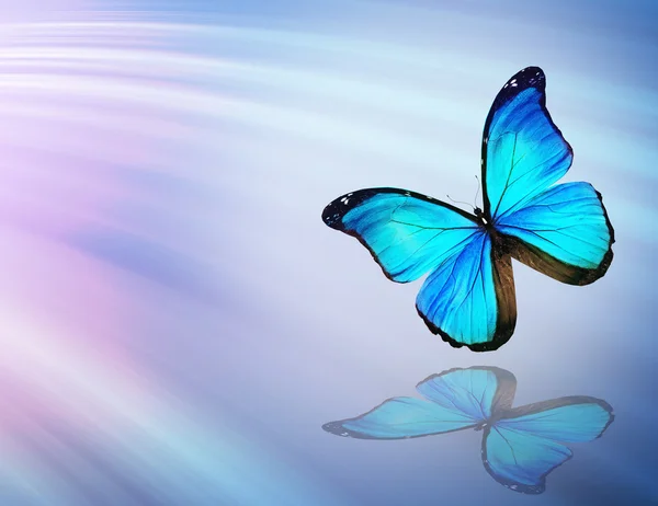 Tropical colorful butterfly Stock Photo by ©sun_tiger 60708519