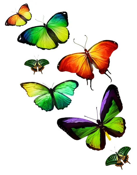Τροπικό πολύχρωμες πεταλούδες — Φωτογραφία Αρχείου