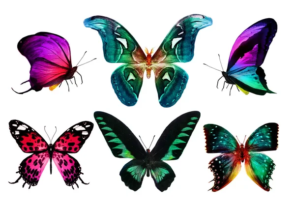 Тропічний барвисті метелики — стокове фото