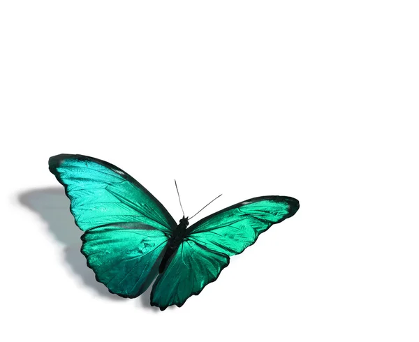 Papillon tropical coloré — Photo