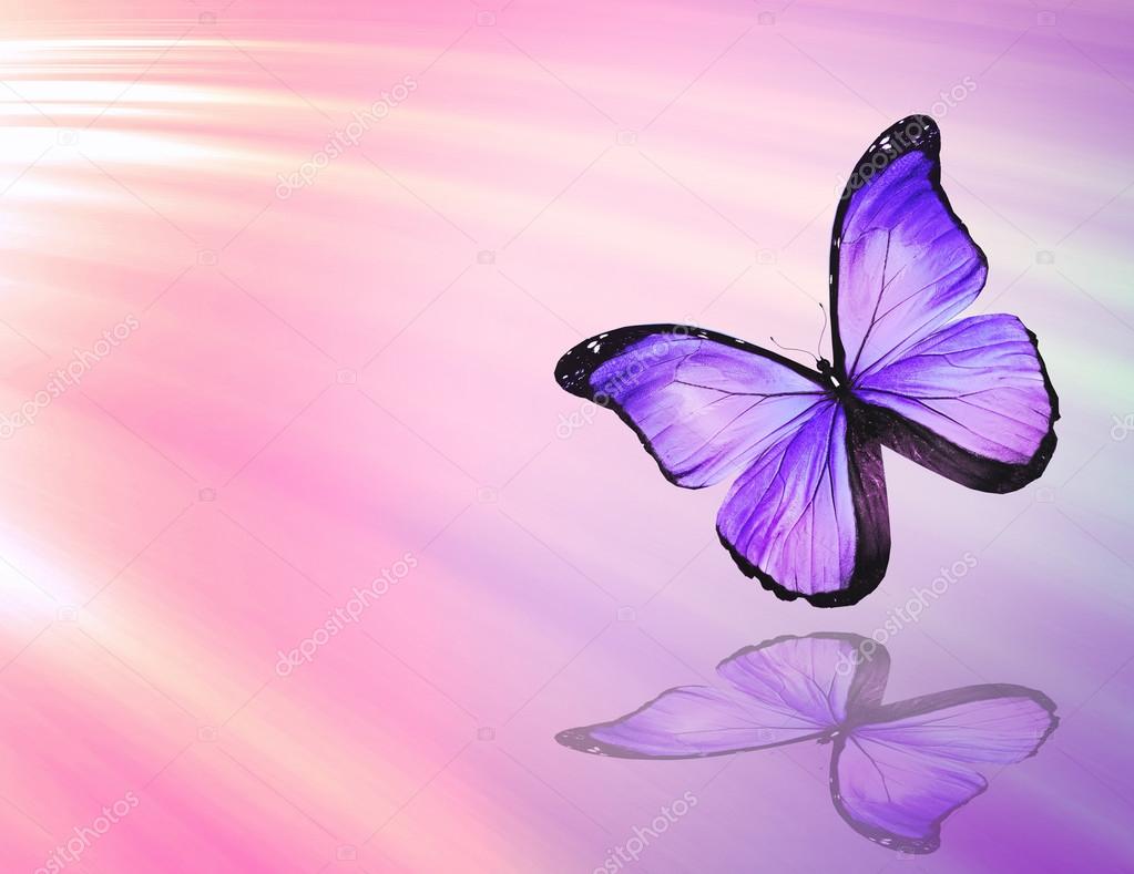 Бабочки светло сиренево фиолетовые