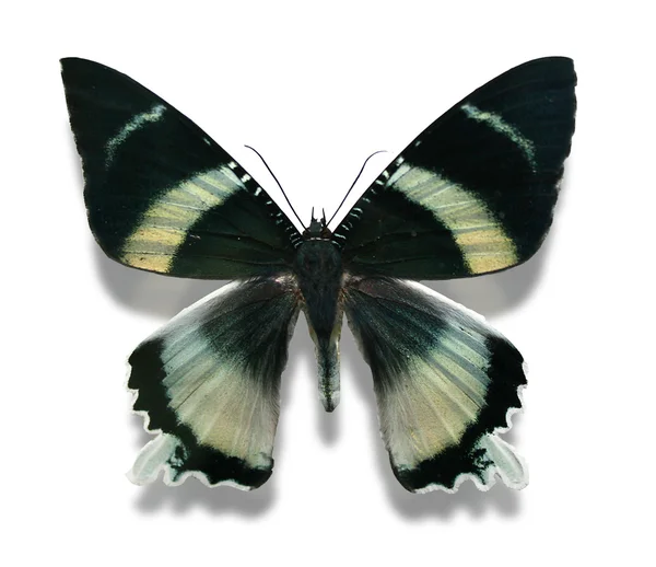 Offerta farfalla colorata — Foto Stock