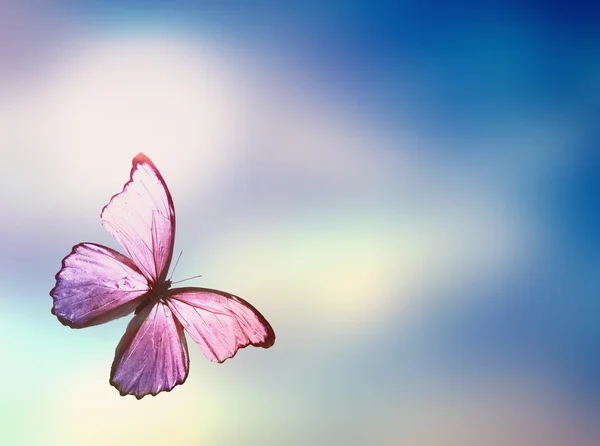 Fundo com borboleta voadora — Fotografia de Stock