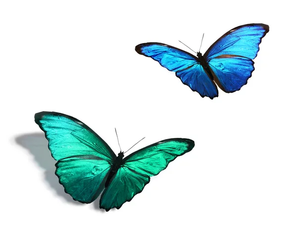 Green and blue butterflies — Stock Photo, Image