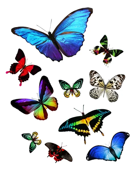 Tropikalne motyle kolorowe — Zdjęcie stockowe