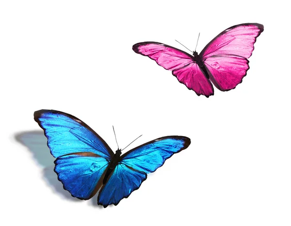 Pink and blue butterflies — Stock Photo, Image