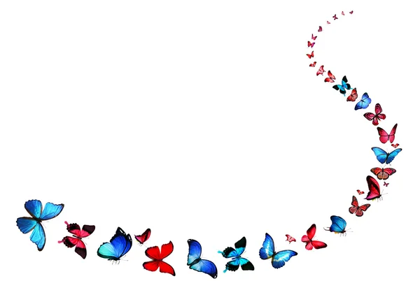 Red and blue butterflies — Stock Photo, Image