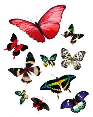 Tropikal renkli kelebekler