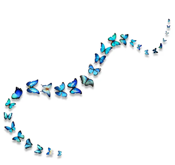 Line of flying blue butterflies — Stock Photo, Image