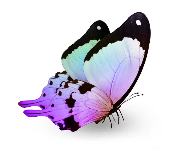 Color tropical  butterfly — Stock Photo, Image