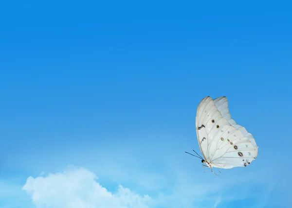 Blauer Himmel mit hellen Schmetterling — Stockfoto